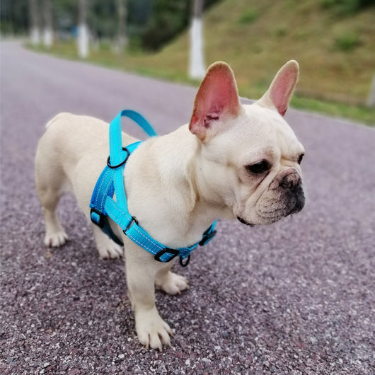 Arnés de Pecho para Perro Talla Grande, Mediana y Pequeña - Chaleco de Tracción para Mascotas - Image 12