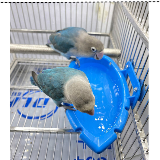 Comedero y Baño Multifuncional para Aves - Image 14