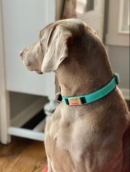 Collar Ajustable para Perro con Diseño Tallado - Image 14
