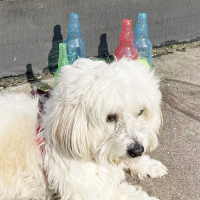 Translucent blue pet molar toy shaped like a bottle, featuring embossed paw prints and the word "DOG". - Image 23