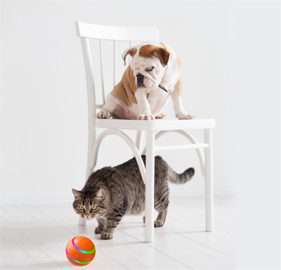 Orange pet wicked ball toy with colorful LED lights and a yellow paw-shaped remote control. - Image 21