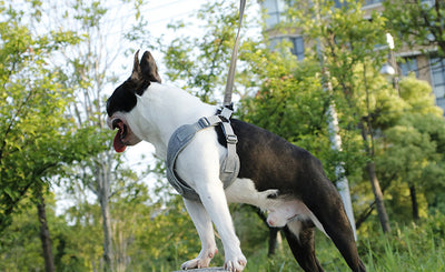 Arnés Respirador para Cachorros Teddy - Image 11