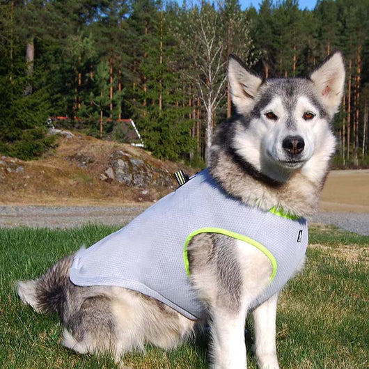 Arnés de Refrigeración con Tracción para Perros - Traje Fresco de Verano - Image 14