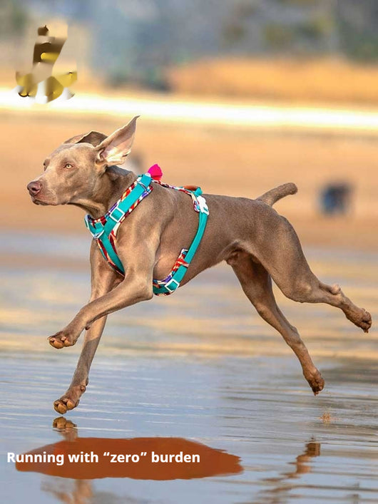 Arnés de Pecho para Perros Medianos y Grandes - Resistente al Calor Veraniego - Image 14