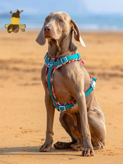Arnés de Pecho para Perros Medianos y Grandes - Resistente al Calor Veraniego - Image 15