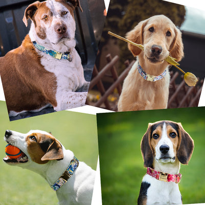 Collar Correa para Perro Mediano y Grande con Letras Personalizadas y Diseño Floral Metálico - Image 22