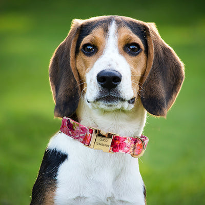 Collar Correa para Perro Mediano y Grande con Letras Personalizadas y Diseño Floral Metálico - Image 26