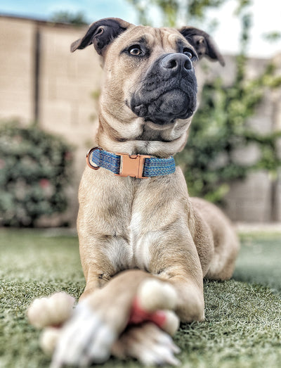 Correa para Perro con Grabado Personalizado y Collar Antiextravío - Image 11