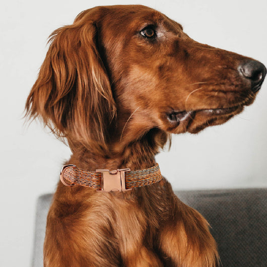 Correa para Perro con Grabado Personalizado y Collar Antiextravío - Image 16