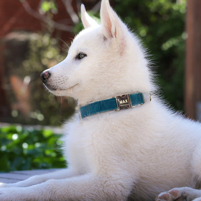 Collar Antipérdida para Perros Grandes con Grabado Personalizado - Image 10