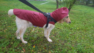 Impermeable Reflectante para Perros Grandes - Abrigo Integral Resistente al Agua - Image 14