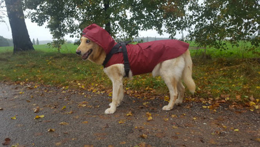 Impermeable Reflectante para Perros Grandes - Abrigo Integral Resistente al Agua - Image 15
