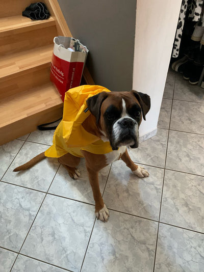 Impermeable Reflectante para Perros Grandes - Abrigo Integral Resistente al Agua - Image 16