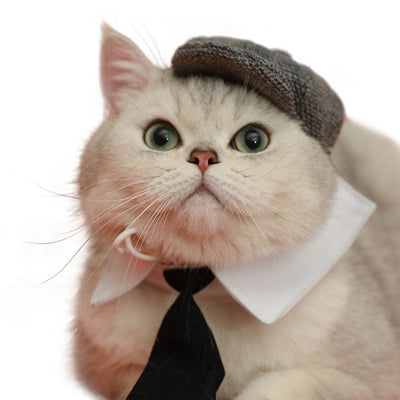 Boina y Corbata para Gato - Accesorios Fotográficos de Estilo Gentleman - Image 14