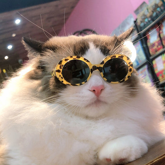 Gafas de Sol Multicolor para Mascotas - Accesorios Cool para Perros y Gatos - Image 35