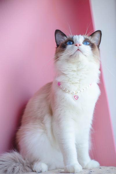 Collar de Cuentas para Gatos Amor y Conexión - Image 28