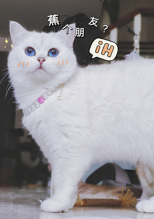 Collar de Cuentas para Gatos Amor y Conexión - Image 29