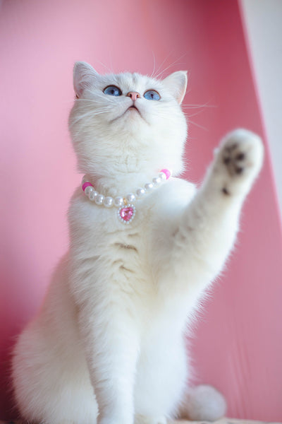 Collar de Cuentas para Gatos Amor y Conexión - Image 32