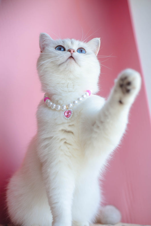 Collar de Cuentas para Gatos Amor y Conexión - Image 32