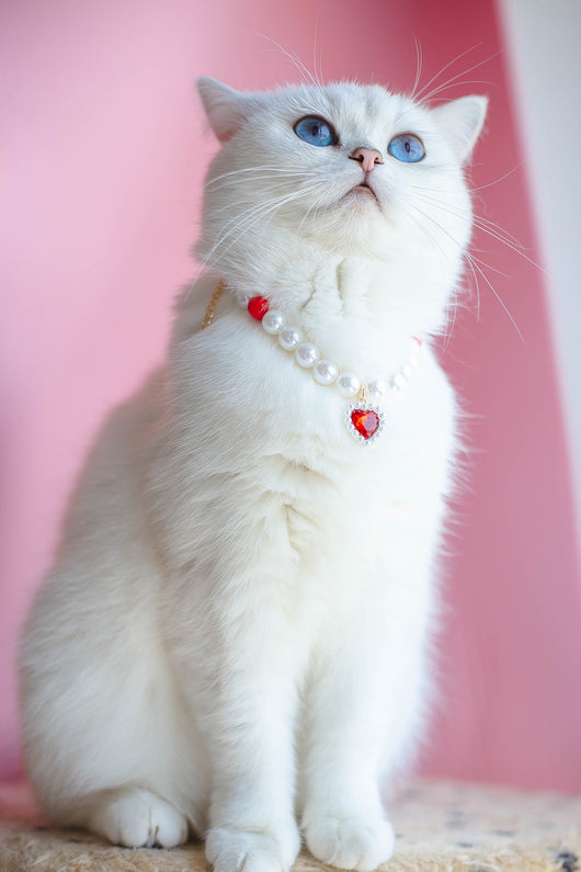 Collar de Cuentas para Gatos Amor y Conexión - Image 33