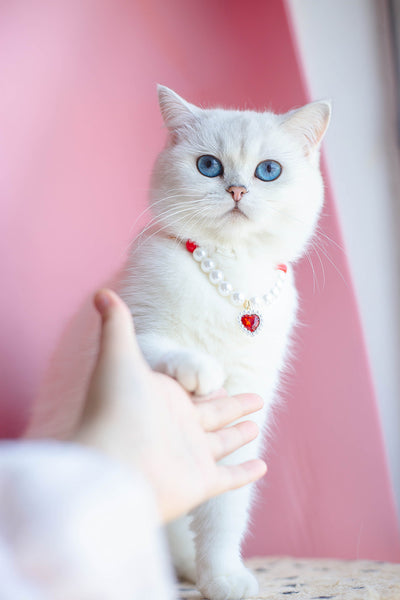 Collar de Cuentas para Gatos Amor y Conexión - Image 34