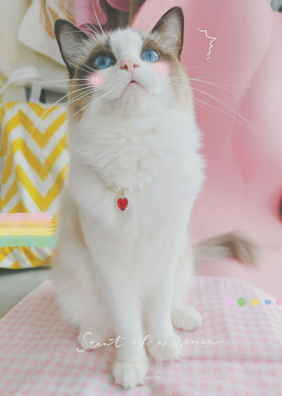Collar de Cuentas para Gatos Amor y Conexión - Image 38
