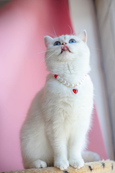 Collar de Cuentas para Gatos Amor y Conexión - Image 43