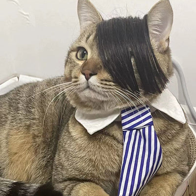 Peluca Zorro para Gatos - Disfraz Divertido para Mascotas - Image 12