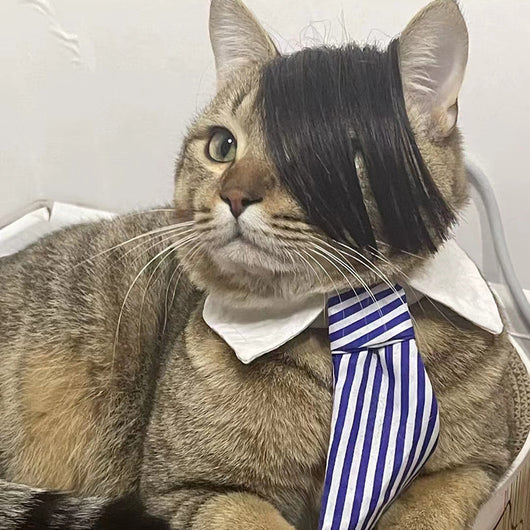 Peluca Zorro para Gatos - Disfraz Divertido para Mascotas - Image 12