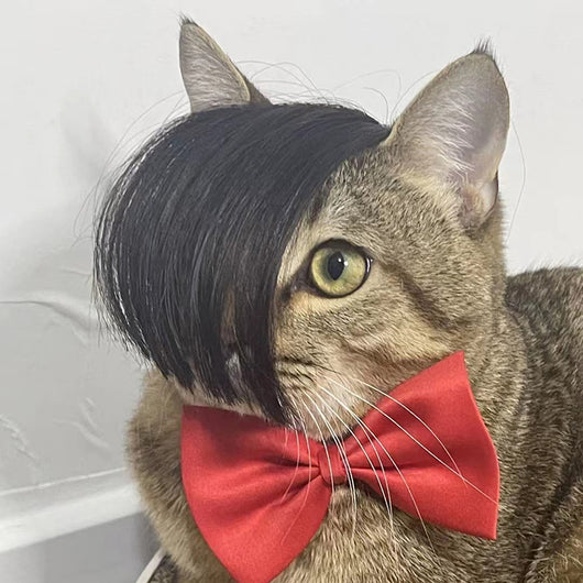Peluca Zorro para Gatos - Disfraz Divertido para Mascotas - Image 14