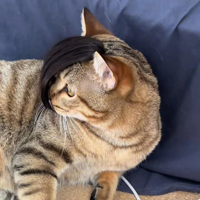 Peluca Zorro para Gatos - Disfraz Divertido para Mascotas - Image 17