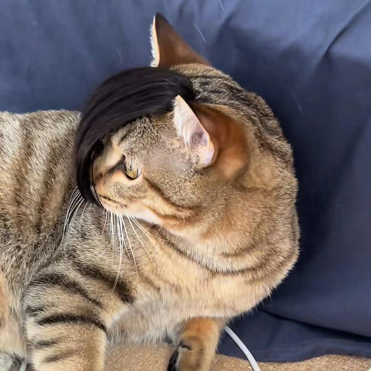 Peluca Zorro para Gatos - Disfraz Divertido para Mascotas - Image 17
