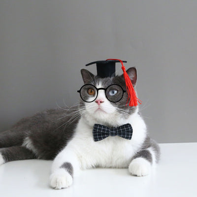 Diadema y Moño Graduado para Mascotas - Diseño Profesional - Image 15
