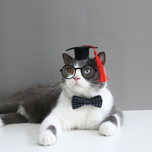 Diadema y Moño Graduado para Mascotas - Diseño Profesional - Image 15