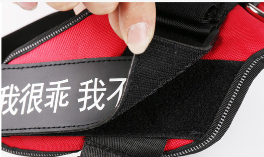 Arnés Personalizado para Perro con Nombre - Image 12