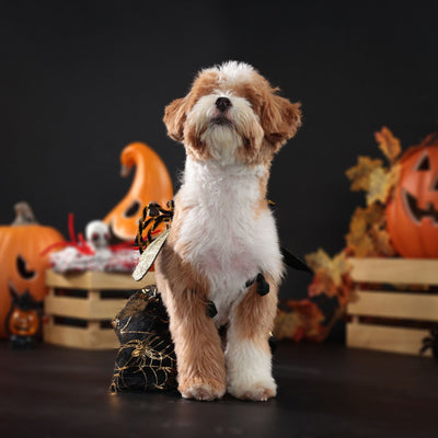 Disfraz Halloween para Perros - Traje de Fiesta Elegante - Image 15