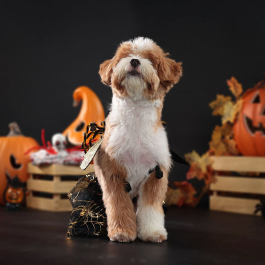 Disfraz Halloween para Perros - Traje de Fiesta Elegante - Image 15