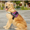 Arnés de Control Premium para Labrador