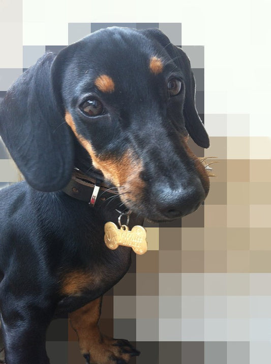 Dije Personalizado de Mascota en Latón - Image 2