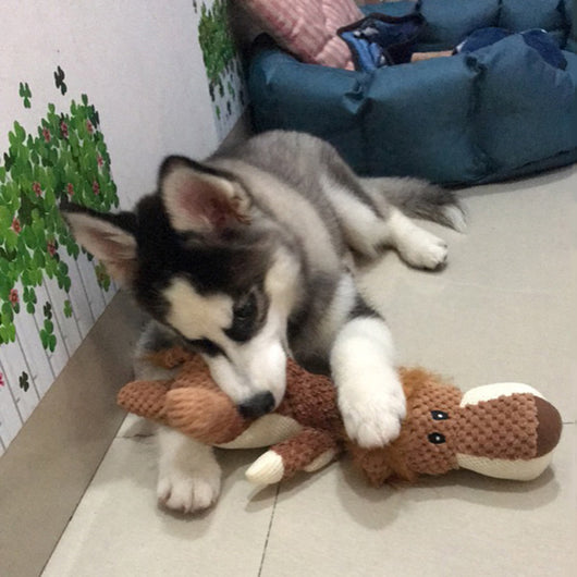 Juguetes Interactivos para Perros Corgi y Husky - Diversión sin Fin - Image 3