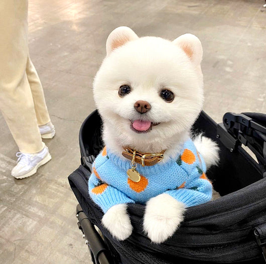 Suéter Tejido para Perros con Estampado Adorable - Manga Larga - Image 9