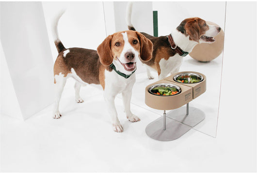 Comedero Portátil para Mascotas - Viajes y Camping - Image 5