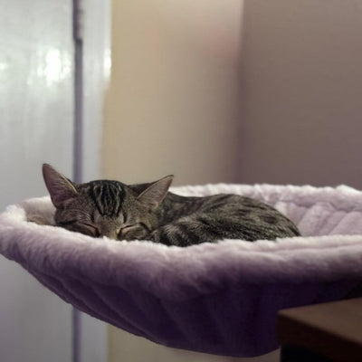 Hamaca para Gatos Ajustable y Ergonómica - Image 11