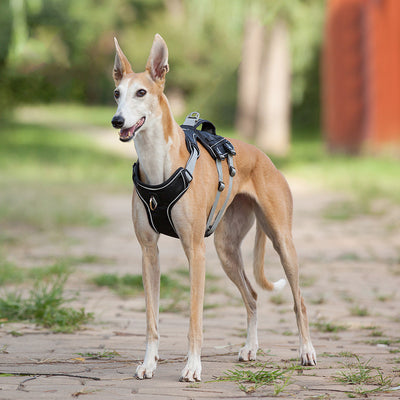 Arnés Reflectante y Transpirable para Mascotas con Cuerda de Tracción - Image 3