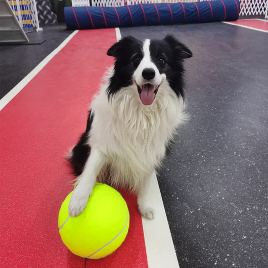 Large 8.5 inch (21.5 cm) yellow tennis ball, ideal for pet play or dog training. - Image 2