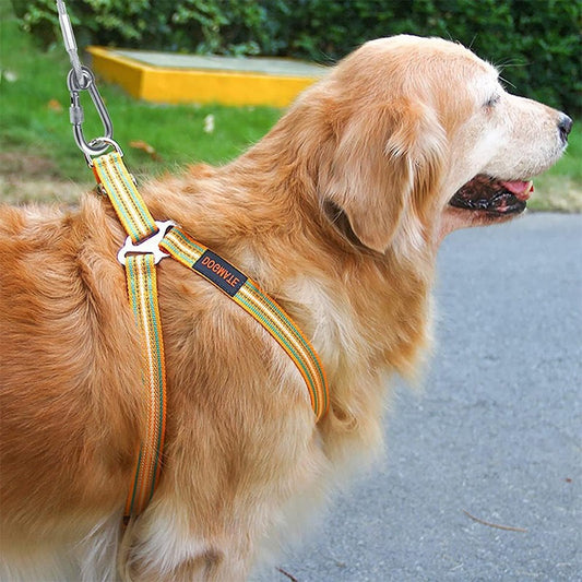 Correa de Tracción en Acero para Perros - Resistente y Segura