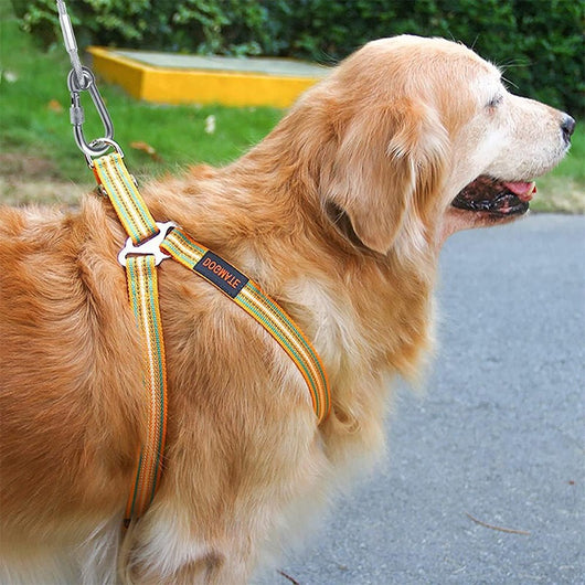 Correa de Tracción en Acero para Perros - Resistente y Segura