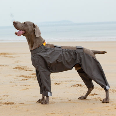 Poncho Impermeable para Perros Medianos y Grandes - Image 5