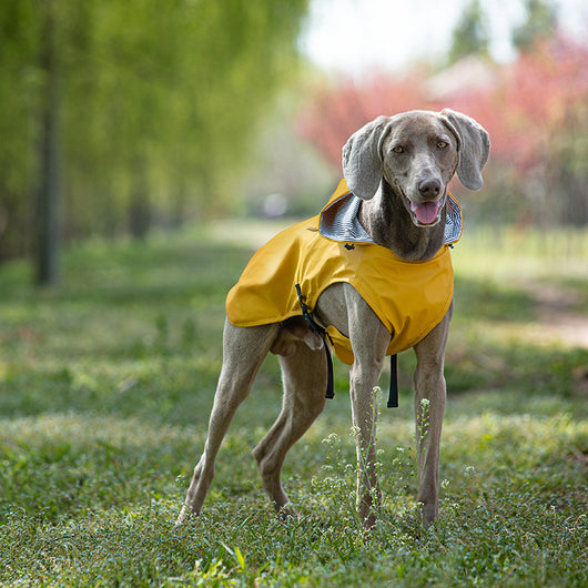 Impermeable para Mascotas Talla Mediana y Grande - Portátil y Universal - Image 4