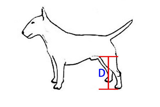 Silla de Ruedas para Perros - Completamente Ajustable - Image 20